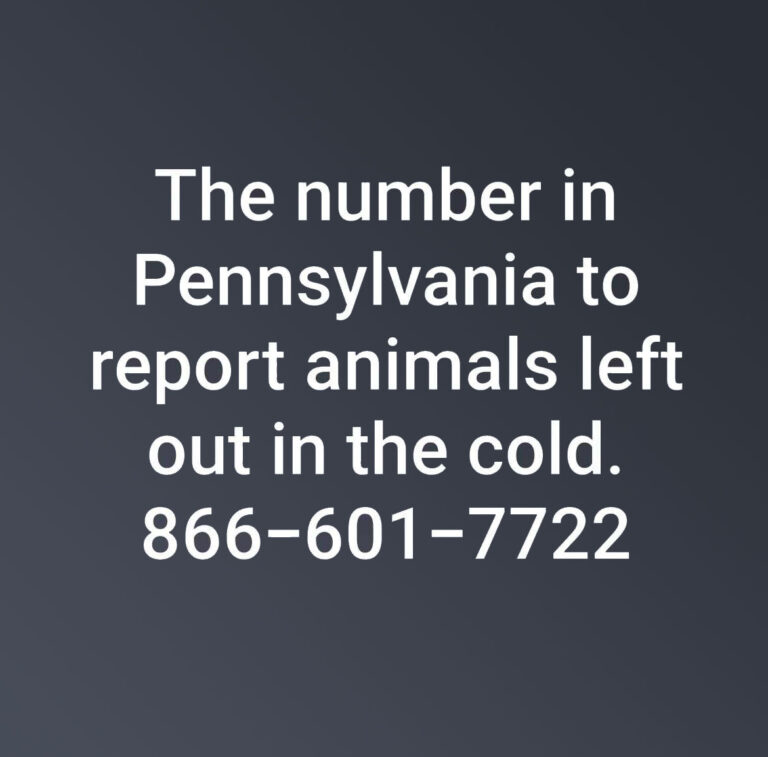  - Pic-A-Part Junkyard Barbie -  - Animal Charity | Junkyard near me in PA | Adopt Don't Shop - 2111rescue