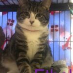 Junkyard - Pic-A-Part Junkyard Barbie -  - Animal Charity | Junkyard near me in PA | Adopt Don't Shop - 328864723_570566671619116_563612738406710148_n