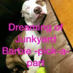  - Pic-A-Part Junkyard Barbie -  - Gallery | Junkyard Barbie | Pic A Part - 386884547_3812193322400544_274584669255439791_n